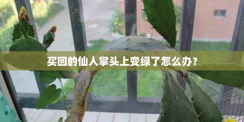 买回的仙人掌头上变绿了怎么办？