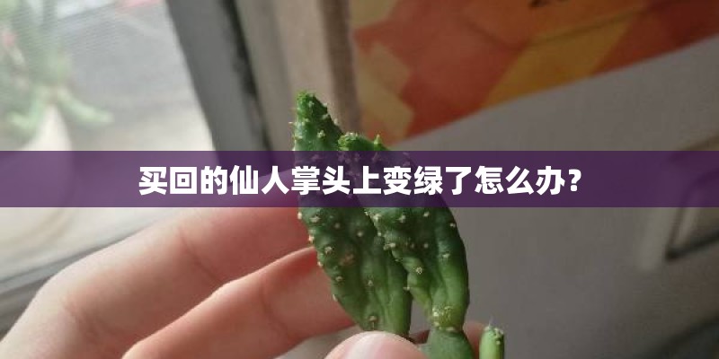 买回的仙人掌头上变绿了怎么办？