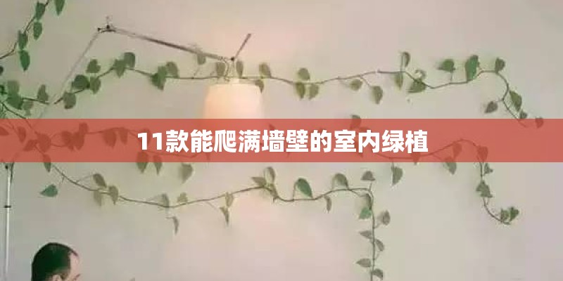 11款能爬满墙壁的室内绿植