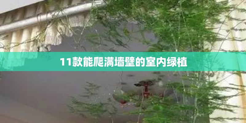 11款能爬满墙壁的室内绿植