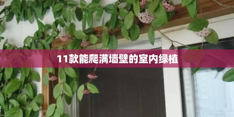 11款能爬满墙壁的室内绿植