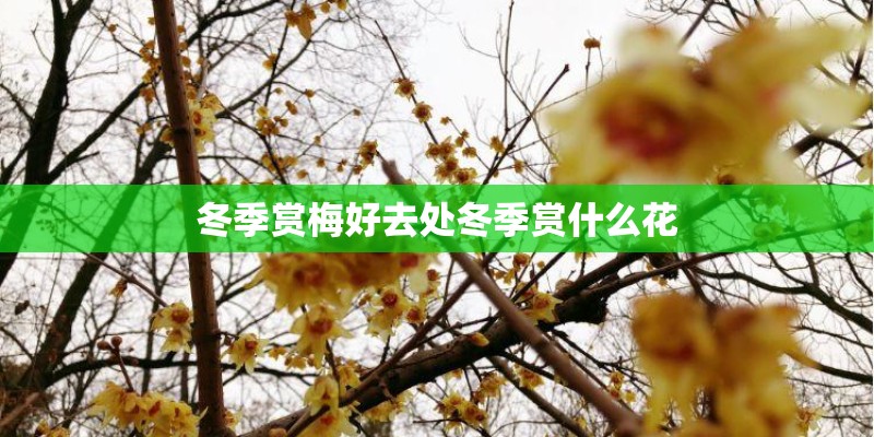 20万大后超真香警告！MPV马自达8竟然内有乾坤？