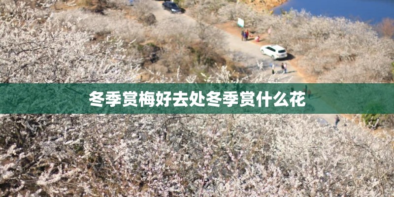冬季赏梅好去处冬季赏什么花