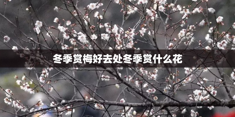 冬季赏梅好去处冬季赏什么花