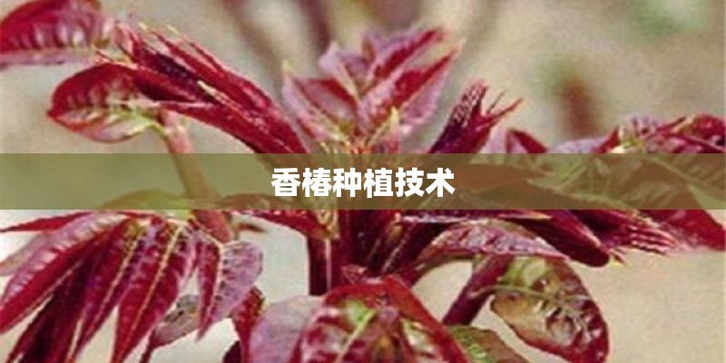 香椿种植技术
