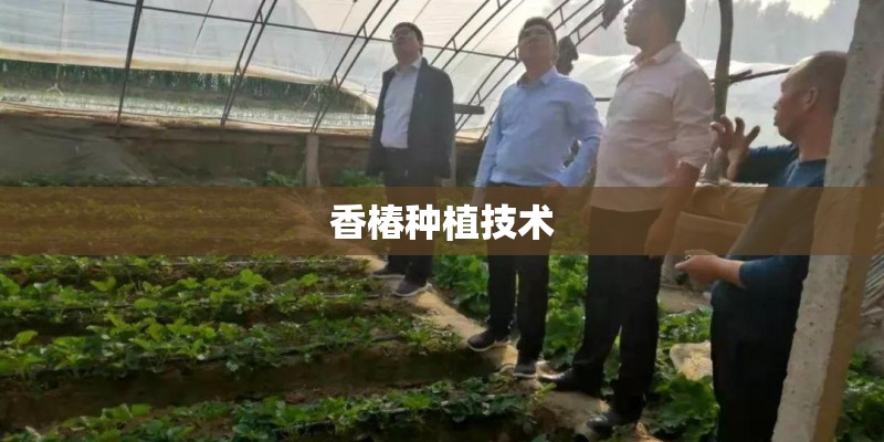 香椿种植技术