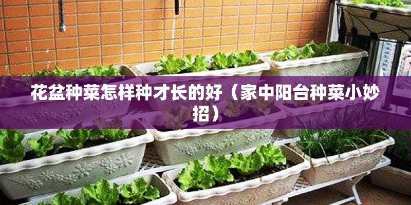 花盆种菜怎样种才长的好（家中阳台种菜小妙招）