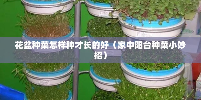 花盆种菜怎样种才长的好（家中阳台种菜小妙招）