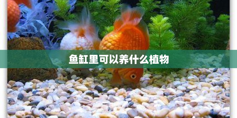 鱼缸里可以养什么植物