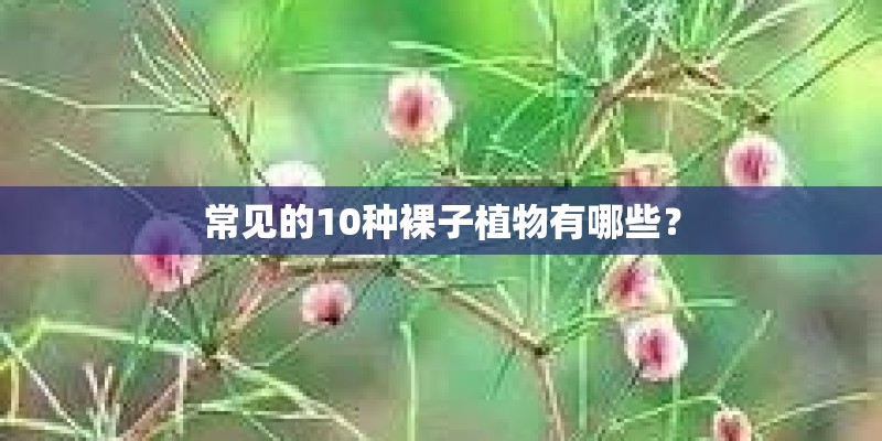 常见的10种裸子植物有哪些？
