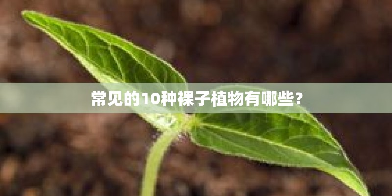 常见的10种裸子植物有哪些？