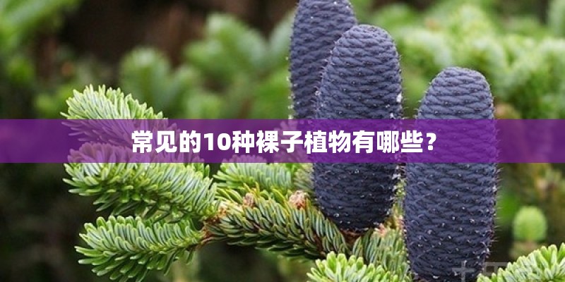 常见的10种裸子植物有哪些？