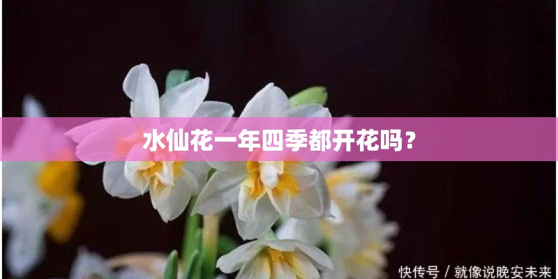 水仙花一年四季都开花吗？