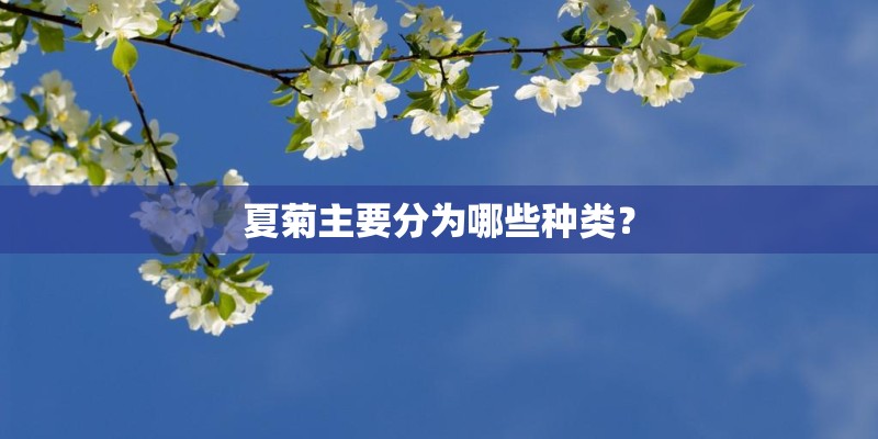 夏菊主要分为哪些种类？