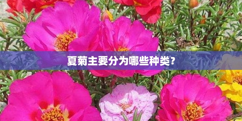 夏菊主要分为哪些种类？