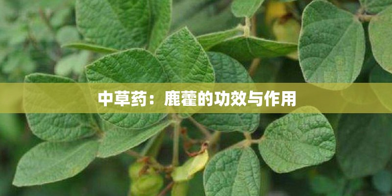 大豆种植技术和管理大连地区