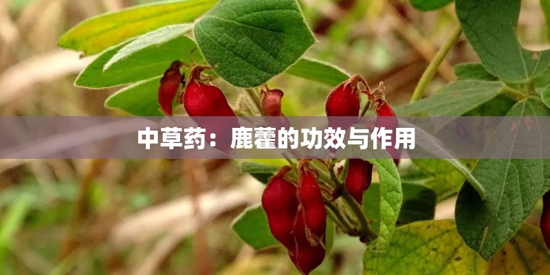 中草药：鹿藿的功效与作用