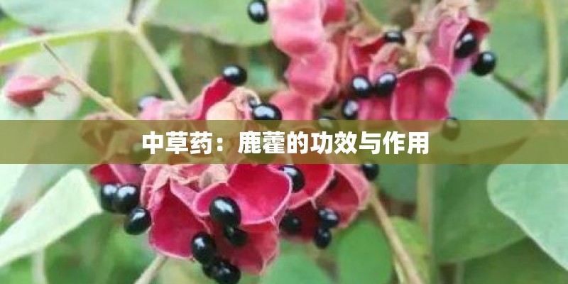 中草药：鹿藿的功效与作用