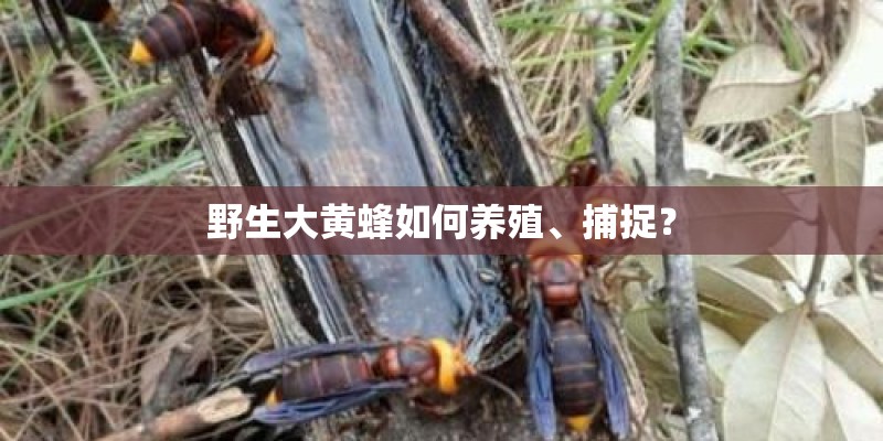 野生大黄蜂如何养殖、捕捉？