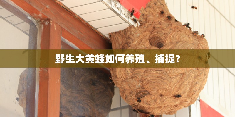 野生大黄蜂如何养殖、捕捉？
