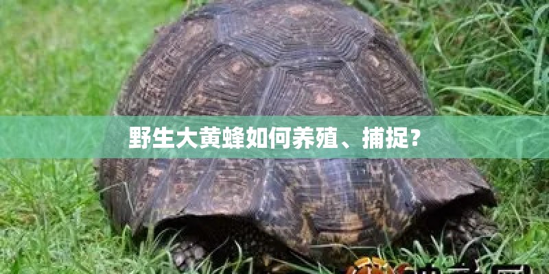 野生大黄蜂如何养殖、捕捉？