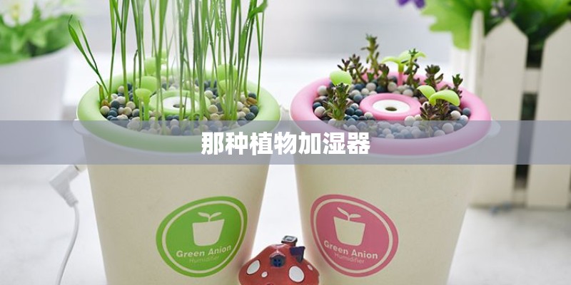 那种植物加湿器