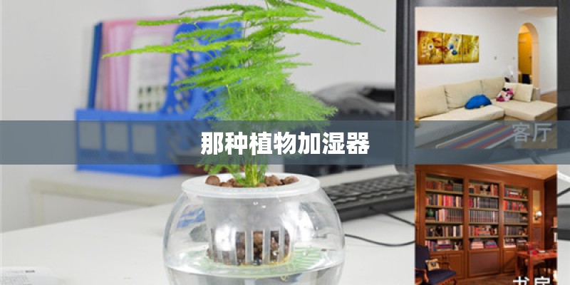 那种植物加湿器