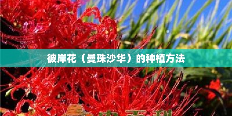 彼岸花（曼珠沙华）的种植方法
