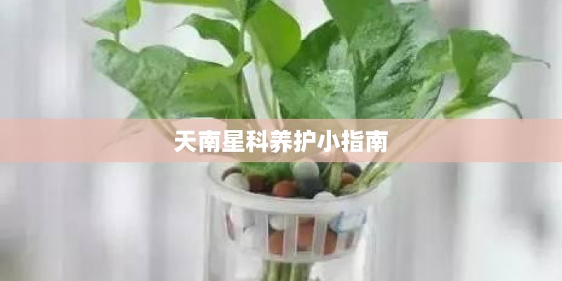 天南星科养护小指南