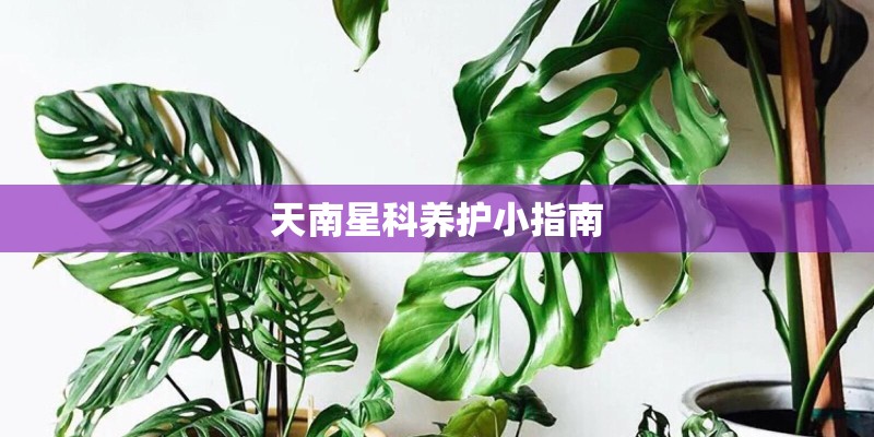 天南星科养护小指南