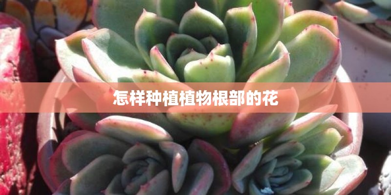 怎样种植植物根部的花