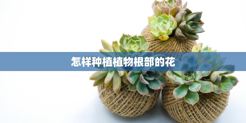 怎样种植植物根部的花