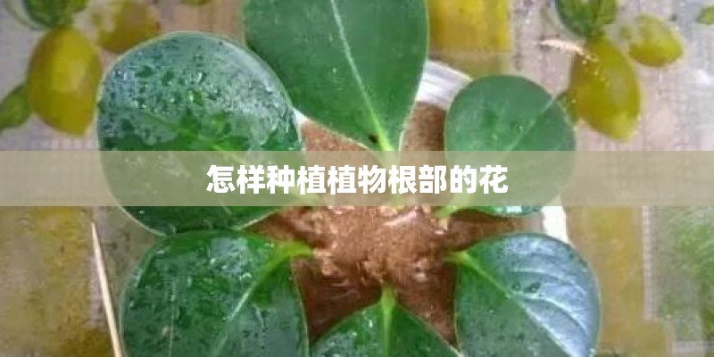 怎样种植植物根部的花