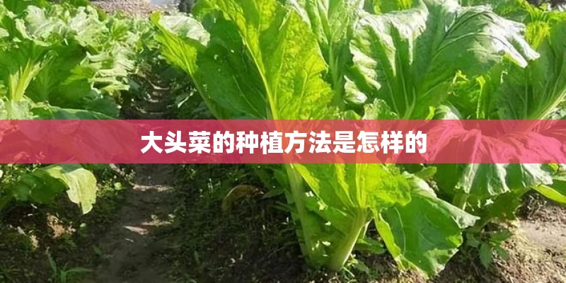 大头菜的种植方法是怎样的