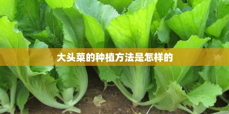 索八最成功改装外观
