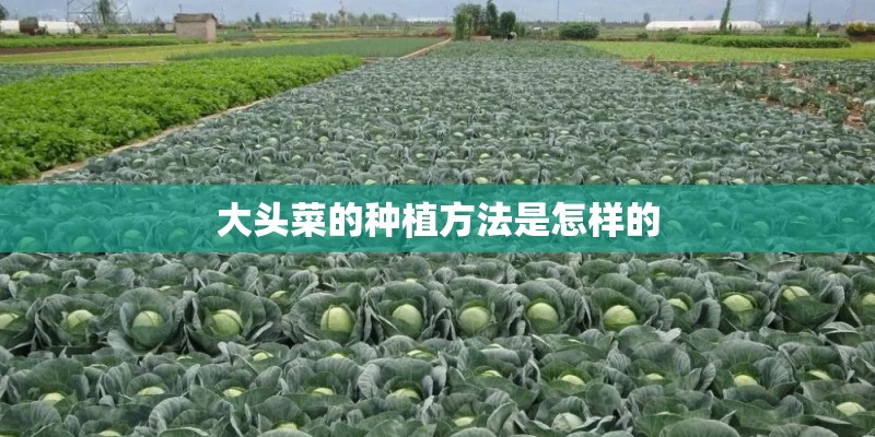 大头菜的种植方法是怎样的