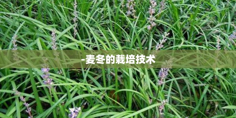 -麦冬的栽培技术