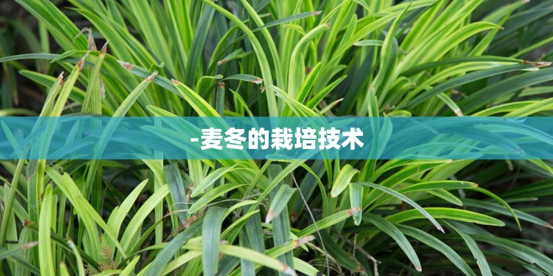 -麦冬的栽培技术