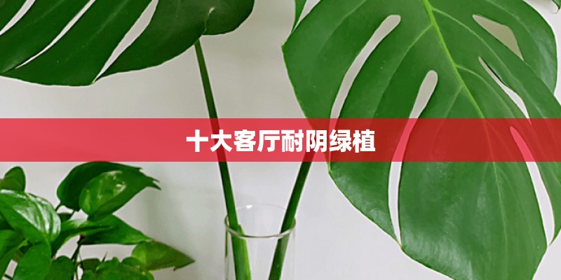 十大客厅耐阴绿植