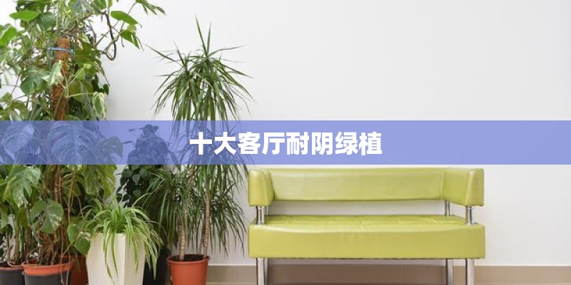 十大客厅耐阴绿植