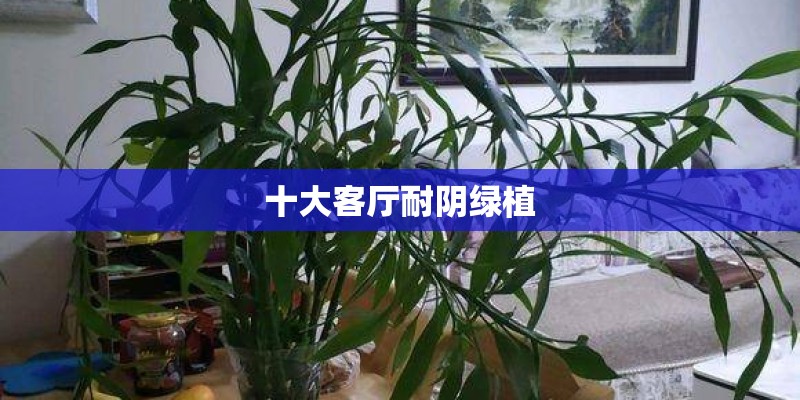 十大客厅耐阴绿植