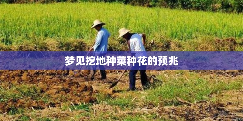 梦见挖地种菜种花的预兆