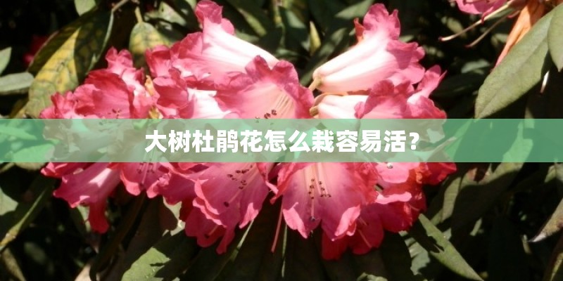 大树杜鹃花怎么栽容易活？