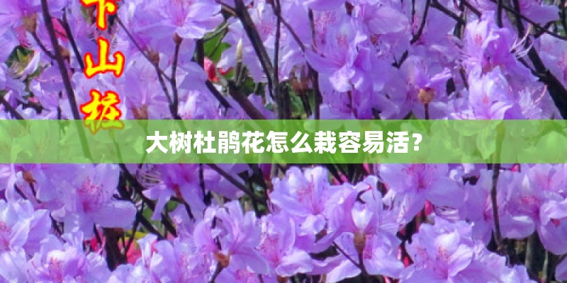 青岛到大连轮渡时刻表