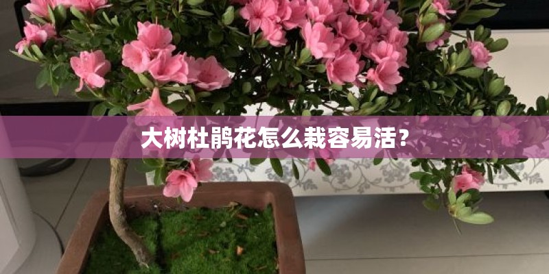 大树杜鹃花怎么栽容易活？