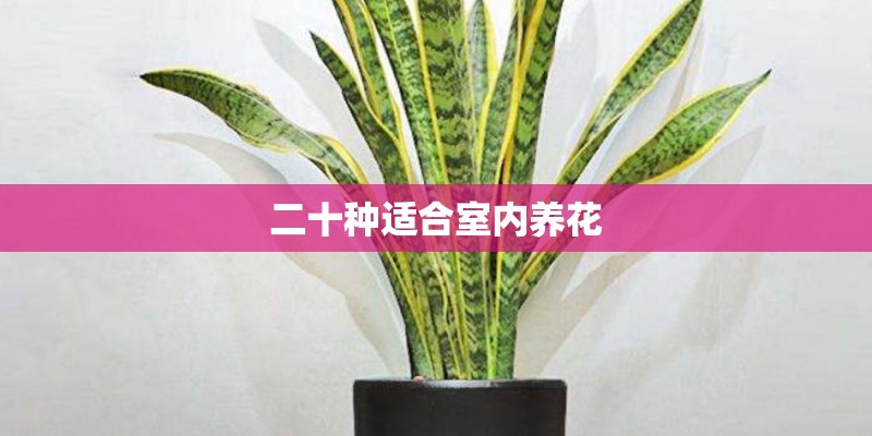 二十种适合室内养花