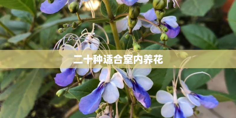 二十种适合室内养花