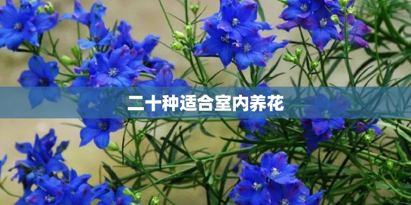 二十种适合室内养花