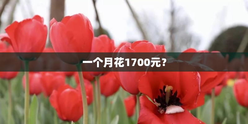 一个月花1700元？