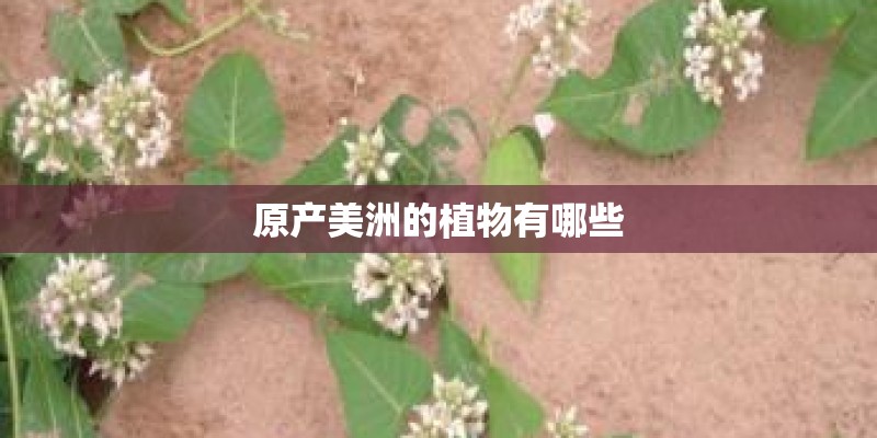 原产美洲的植物有哪些